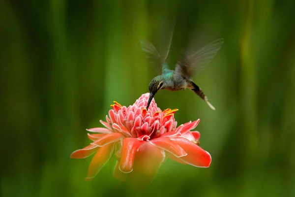 Green Hermit Phaethornis Guy Rare Hummingbird Trinidad Shiny Bird Flying — Stock Photo, Image