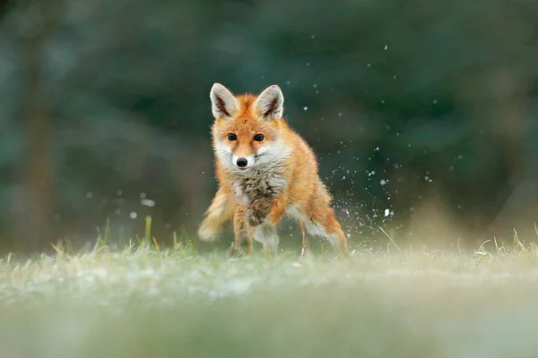 Narancs Bunda Állat Természet Élőhelyén Fox Zöld Erdei Réten Vörös — Stock Fotó