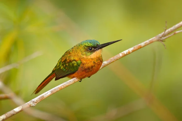 Jacamar Cauda Ruiva Galbula Ruficauda Pássaro Exótico Sentado Ramo Com — Fotografia de Stock