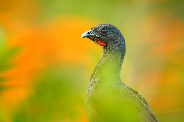 Retrato Detalhe Crested Guan Penelope Purpurascens Costa Rica — Fotografia de Stock