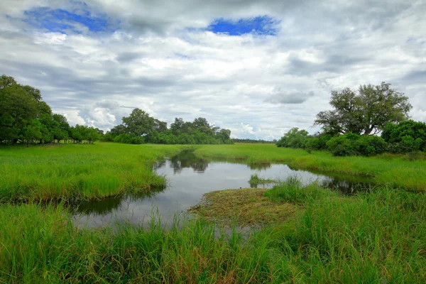 Africa Landscape Green Season Khwai River Grass Trees Moremi Okanvango — Stock Photo, Image