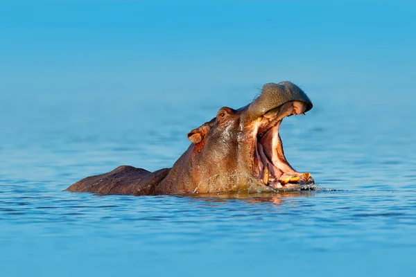水で開いている銃口のカバ アフリカのカバ カバのアンフィビウス Capensis 自然水の生息地 ボツワナ アフリカで動物と 自然から野生動物のシーン — ストック写真