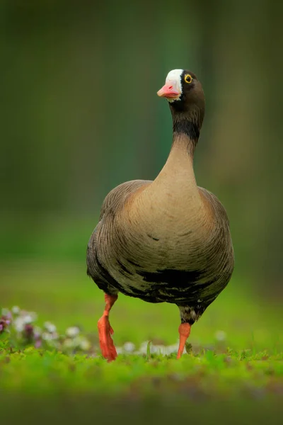 Oie Des Haricots Anser Fabalis Oiseau Marcheur Dans Habitat Naturel — Photo