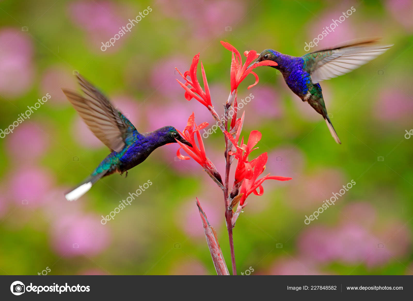 Colibrí Azul Grande Violet Sabrewing Volando Junto Hermosa Flor Roja — Foto  de stock #227848582 © OndrejProsicky, image size:1600x1167