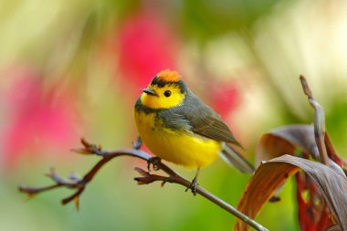 Bozkır Whitestart, Myioborus melanocephalus, yeni dünya ötleğen Ekvador üzerinden. Doğa ortamlarında tanager. Tropikal doğa vahşi yaşam mahallinden. Güney Amerika'da kuş gözlem.