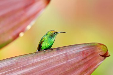 Zümrüt, bakırımsı başlı Elvira cupreiceps, güzel sinek kuşu dan La Paz Cordillera de Talamanca, Kosta Rika. Tropikal orman, doğa ortamında hayvan sahnede.