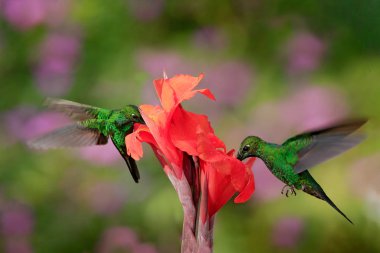 Nice hummingbird Green-crowned Brilliant , Heliodoxa jacula, flying next to beautiful orange flower with ping flowers in the background, La Paz, Costa Rica. clipart