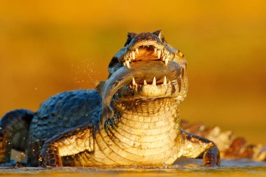 Yacare Caiman, büyük dişleri, Pantanal, Brezilya ile açık namlu ile balıkla timsah. Detay dikey tehlike sürüngen. Piranha ile Caiman. Timsah Nehri su, ışık akşam balık yakalamak. 