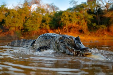 Timsah Nehri su, ışık akşam balık yakalamak. Yacare Caiman, büyük dişler, Pantanal, Bolivya namlu içinde piranha timsahla açın. Ayrıntı geniş açı portre tehlike sürüngen. 