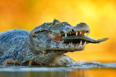 Yacare Caiman, büyük dişleri, Pantanal, Brezilya ile açık namlu ile balıkla timsah. Detay dikey tehlike sürüngen. Piranha ile Caiman. Timsah Nehri su, ışık akşam balık yakalamak. 