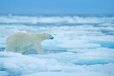 Drift buz kenar ile kar ve Rus denizde su üzerinde kutup ayısı. Beyaz hayvan doğa ortamlarında Europe. Doğadan yaban hayatı sahne. Tehlikeli ayı buz, güzel bir akşam gökyüzü yürüyüş.