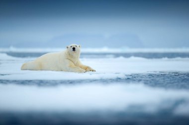 Drift buz kenar ile kar ve denizde su üzerinde kutup ayısı. Beyaz hayvan doğa yaşam alanı, Kuzey Avrupa, Svalbard, Norveç'te. Doğadan yaban hayatı sahne. Tehlikeli ayı buz, güzel bir akşam gökyüzü yürüyüş.