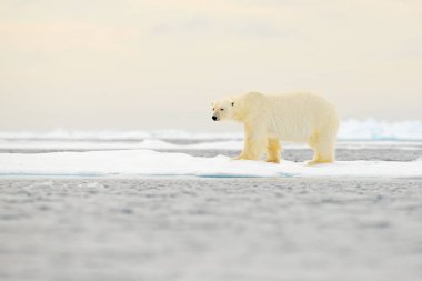 Drift buz kenar ile kar ve su Norveç Denizi üzerinde kutup ayısı. Beyaz hayvan doğa ortamlarında Europe. Doğadan yaban hayatı sahne. Tehlikeli ayı buz, güzel bir akşam gökyüzü yürüyüş.