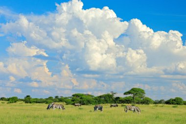 Burchell's zebra, Equus quagga burchellii, Moremi, Okavango delta, Botswana, Africa. Wild animal on the green meadow. Wildlife nature. Zebras herd with blue storm sky and white clouds.  clipart