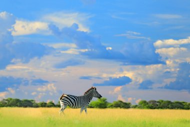 Zebra ile mavi fırtına gökyüzü bulutlu. Bayağı zebra, Equus quagga burchellii, Zambiya, Afrika. Vahşi hayvan yeşil çayır üzerinde. Yaban hayatı doğa Afrika Safari.