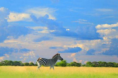 Zebra with blue storm sky with clouds. Burchell's zebra, Equus quagga burchellii, Zambia, Africa. Wild animal on the green meadow. Wildlife nature on African safari. clipart