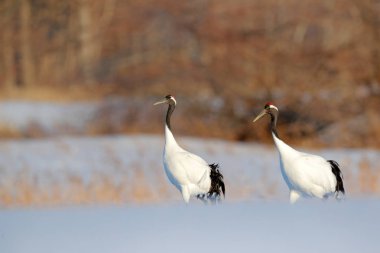 Doğada kar dansı. Karlı doğadan vahşi yaşam sahnesi. Soğuk kış. Karlı. Kar fırtınası, Hokkaido, Japonya 'da, kar çayırında iki kırmızı taçlı turna. Turna çifti, kar taneli kış sahnesi. 