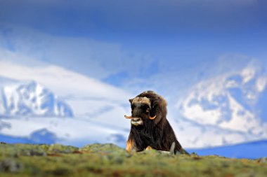 Misk öküzü, dağ ve doğa ortamlarında Norveç büyük hayvan arka planda kar ile Ovibos moschatus. Yaban hayatı Avrupa, büyük uzun kürk hayvan Dovrefjell içinde.