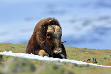 Musk Ox, Ovibos moschatus, with mountain and snow in the background, big animal in the nature habitat, Norway. Wildlife Europe, big long fur animal in Dovrefjell.