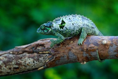 Orman habitat dalında oturan bukalemun. Egzotik güzel Madagaskar gelen uzun kuyruk ile endemik yeşil sürüngen. Yaban hayatı sahne doğadan.  