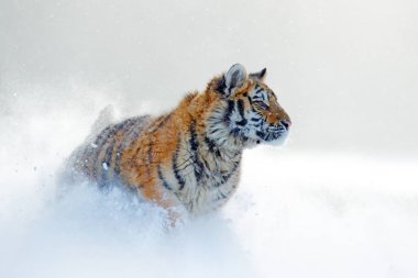 Tiger in wild winter nature, running in the snow. Siberian tiger, Panthera tigris altaica. Action wildlife scene with dangerous animal. Cold winter in taiga, Russia. Snowflakes with wild cat. clipart
