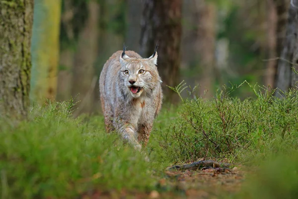 緑の森の中のリンクス 自然からの野生動物のシーン ユーラシア リンクス 生息地での動物の行動を歩く ドイツの野生の猫 木々の間に野生のボブキャット 秋の草で肉食動物を狩る — ストック写真