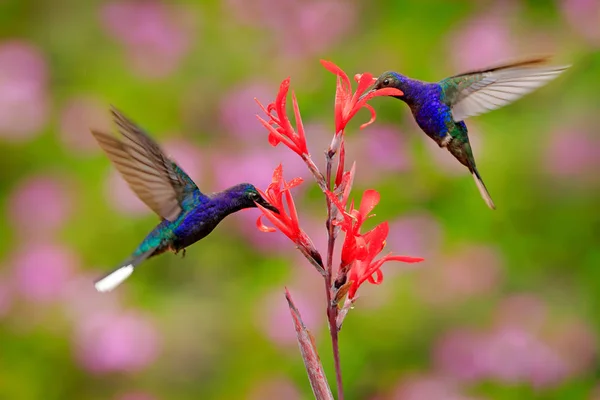 Big blue hummingbird Violet Sabrewing flying next to beautiful red flower with clear green forest nature in background. Tinny bird fly in jungle. Wildlife in tropic Costa Rica.