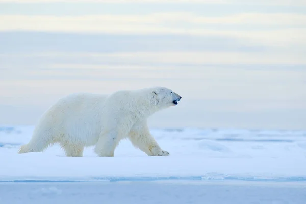 北极熊在漂流冰边缘与雪和水在挪威海 在大自然栖息地的白色动物 大自然的野生动物场景 危险的熊走在冰上 美丽的黄昏天空 — 图库照片