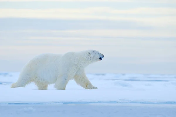 Eisbär Auf Treibeisrand Mit Schnee Und Wasser Norwegischen Meer Weißes — Stockfoto