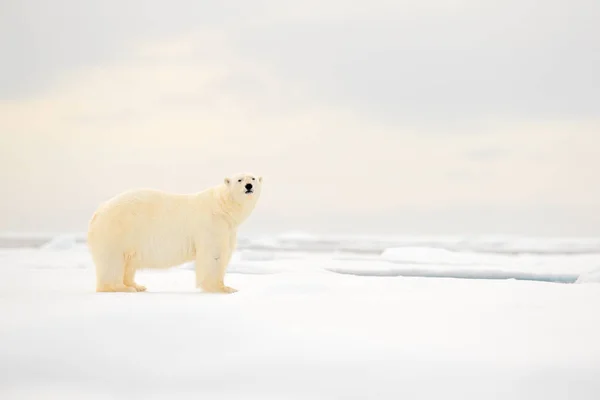 Eisbär Auf Treibeisrand Mit Schnee Und Wasser Norwegischen Meer Weißes — Stockfoto