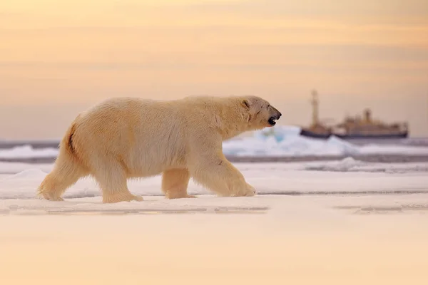 Oso Polar Deriva Borde Hielo Con Nieve Agua Mar Noruega —  Fotos de Stock