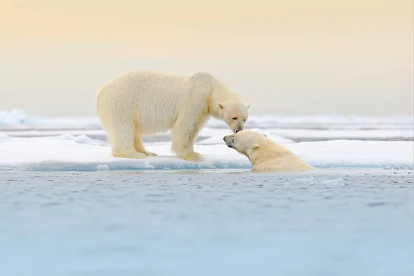 ホッキョクグマは 自然の生息地 スバールバル諸島 ノルウェーでの雪 白い動物が付いている氷の漂流に関する緩和 北極の野生動物 雪で遊ぶ 匹の動物 自然から面白い画像 — ストック写真