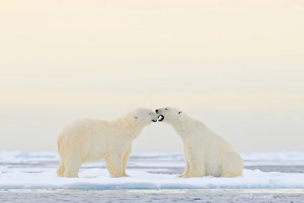 ホッキョクグマは 自然の生息地 スバールバル諸島 ノルウェーでの雪 白い動物が付いている氷の漂流に関する緩和 北極の野生動物 雪で遊ぶ 匹の動物 自然から面白い画像 — ストック写真