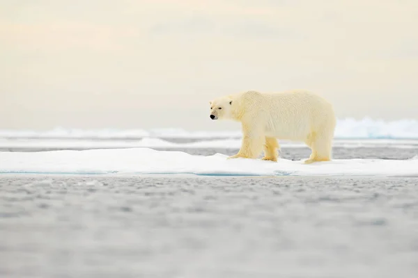 Белый Медведь Дрейфующей Ледяной Кромке Снегом Водой Норвегии Море Белое — стоковое фото