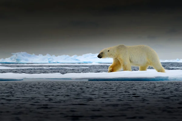 Polar Bear Drift Ice Edge Snow Water Norway Sea White — Stock Photo, Image