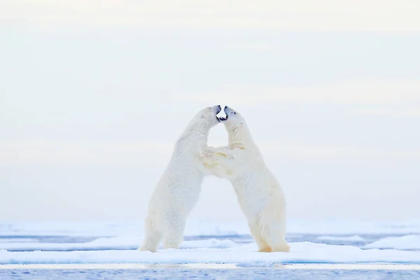 얼음에 춤입니다 북극곰 떠도는 스발바르 노르웨이에서 동물을 동물에서 자연에서 이미지 — 스톡 사진