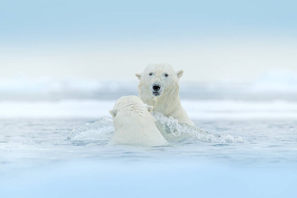 Polar bears playing in the water with ice. White animals fight in the nature habitat, Svalbard, Norway. Bears playing in snow, Arctic wildlife. Funny image from nature. Arctic wildlife.
