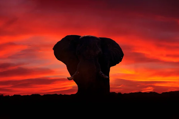 Elefante Pôr Sol Vermelho África Safari Africano Elefante Relva Cena — Fotografia de Stock