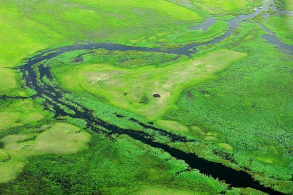 Hippo hidden in green vegetation. Aerial landscape in Okavango delta, Botswana. Lakes and rivers, view from airplane. Green grass in South Africa. Trees with water in rainy season.
