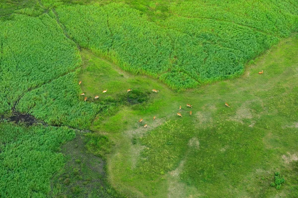 Pemandangan Udara Delta Okavango Botswana Danau Dan Sungai Pandangan Dari — Stok Foto