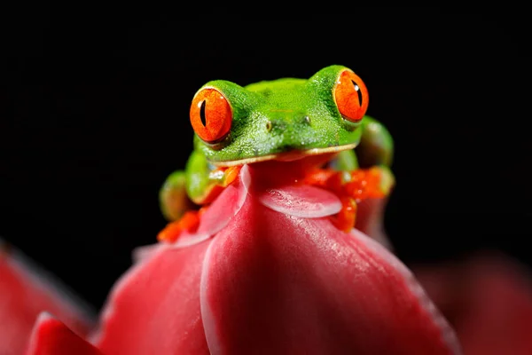 Zarudlé Oči Rosnička Listovnice Červenooká Zvíře Velké Červené Oči Prostředí — Stock fotografie