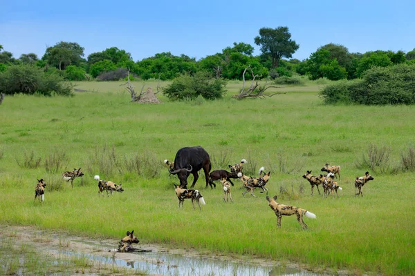 Wildhundejagd Botswana Büffelkuh Und Kalb Mit Raubtier Wildszene Aus Afrika — Stockfoto