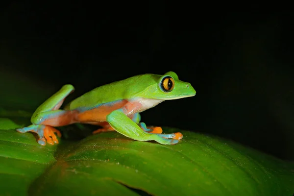 Agalychnis Annae Χρυσή Ανοιχτομάτης Δέντρο Βάτραχος Πράσινος Και Μπλε Βάτραχος — Φωτογραφία Αρχείου