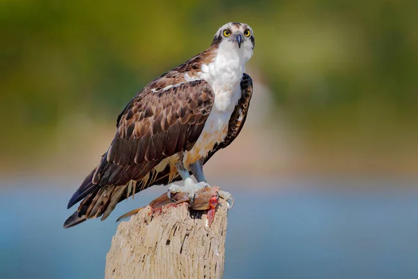 Osprey Com Peixe Pássaro Rapina Osprey Haliaetus Pandion Alimentando Peixes — Fotografia de Stock