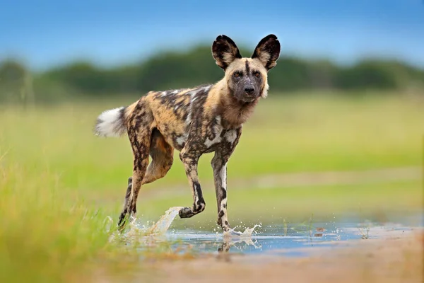 Faune Zambie Piscines Mana Chien Sauvage Africain Marchant Dans Eau — Photo