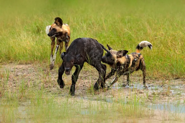 Wild Dog Hunting Botswana Ternera Búfalo Con Depredador Escena Fauna —  Fotos de Stock