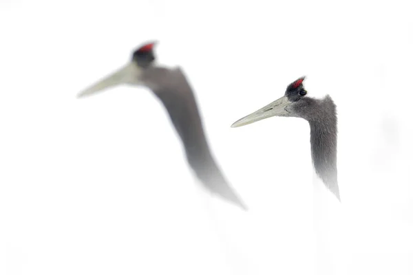 Dancing Pair Red Crowned Crane Open Wing Flight Snow Storm — Stock Photo, Image
