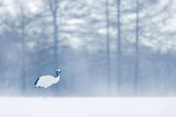 跳舞的丹顶鹤与开放的翅膀在飞行中 与暴风雪风暴 北海道 鸟在飞 冬天的场景与雪花 大自然中的雪舞 来自雪域的野生动物场景 寒冷的冬天 — 图库照片