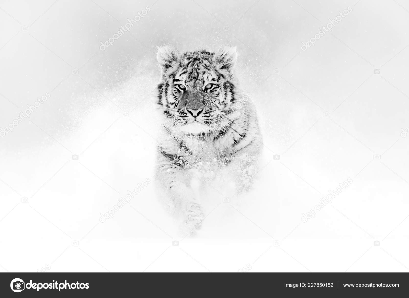 Black White Art Tiger Wild Winter Nature Running Snow Siberian Stock Photo By C Ondrejprosicky 227850152