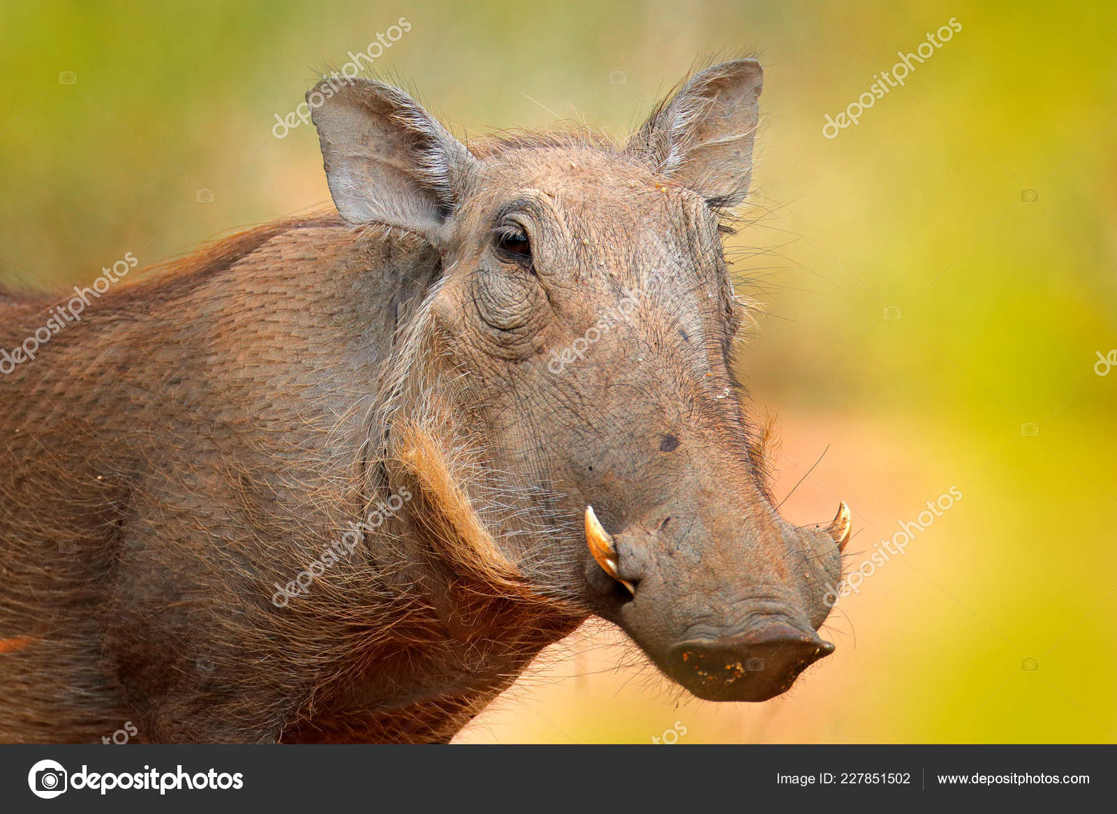 普通的疣猪褐色野猪动物在自然界栖息地的特写细节南非克鲁格国家公园